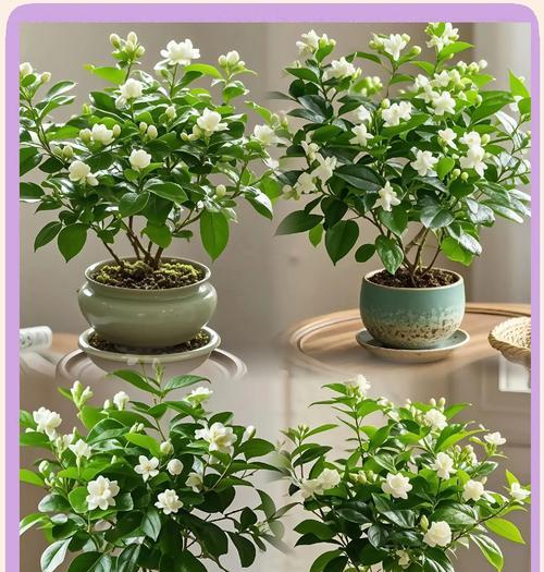 北方盆栽茉莉养护要点是什么？