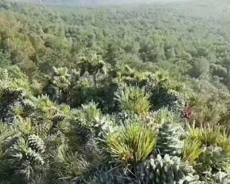 松树种植的步骤和注意事项有哪些？