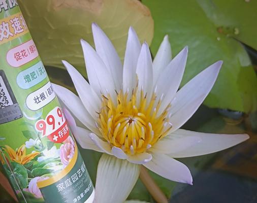 自制花卉肥料的方法是什么？哪种肥料最适合植物？