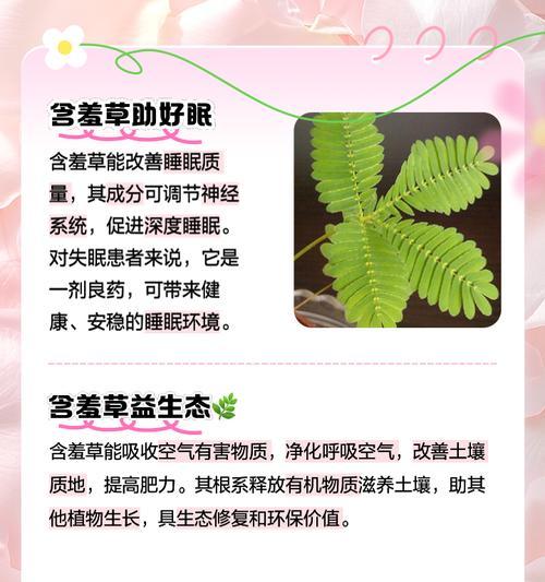 含羞草养殖方法是什么？含羞草养殖需要注意什么？