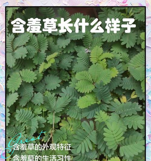 含羞草养殖方法是什么？含羞草养殖需要注意什么？