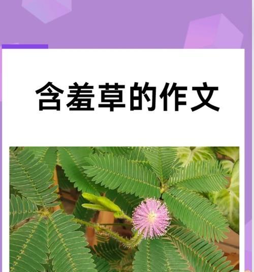 含羞草养殖方法是什么？含羞草养殖需要注意什么？