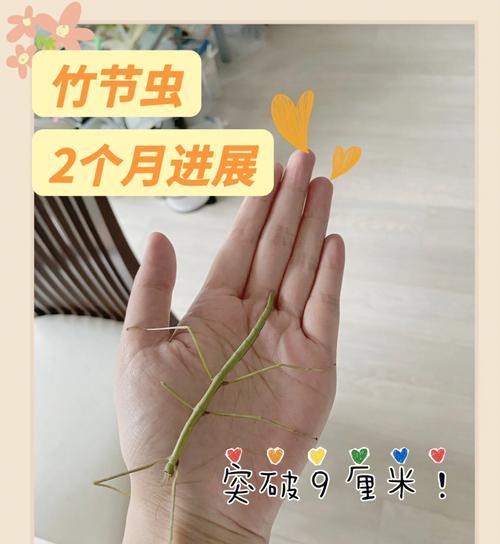 圆柏繁殖的有效方法有哪些？怎样才能成功繁殖？