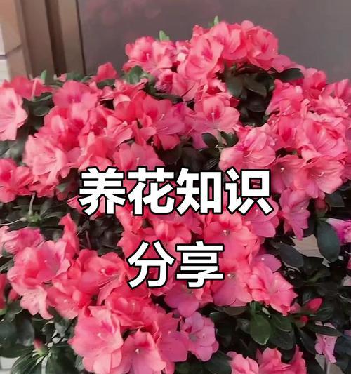 家庭养花的技巧有哪些？如何选择适合家里的花卉？