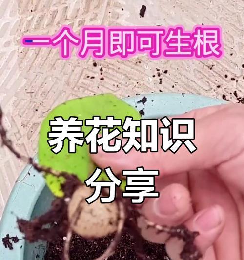 家庭养花的技巧有哪些？如何选择适合家里的花卉？