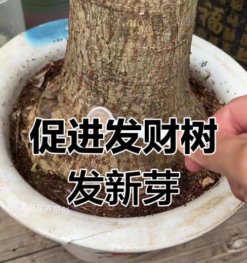 发财树发芽的条件和方法是什么？