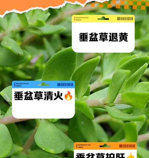 垂盆草种植技巧有哪些？如何照料垂盆草？
