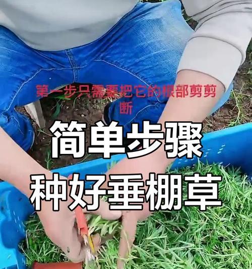 垂盆草种植技巧有哪些？如何照料垂盆草？