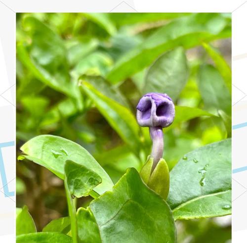 变色的花有哪些种类？变色花的养护和观赏技巧是什么？