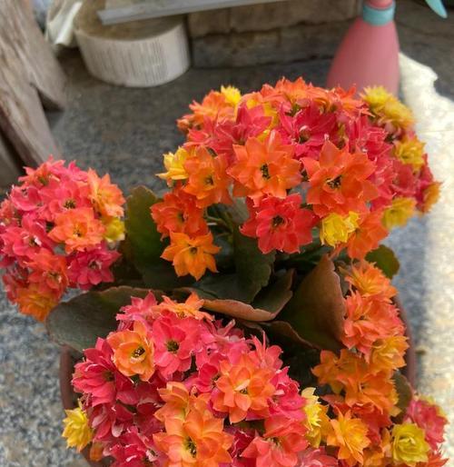 变色的花有哪些种类？变色花的养护和观赏技巧是什么？