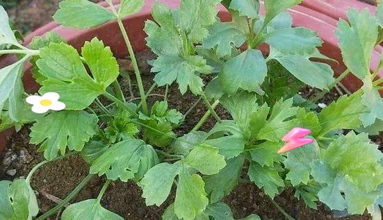 花毛茛的种植方法和养护要点有哪些？