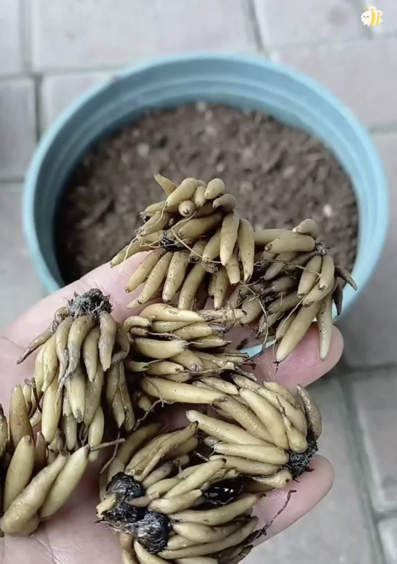花毛茛的种植方法和养护要点有哪些？