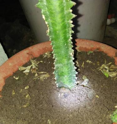 巴西龙骨修剪技巧有哪些？如何保持其美观？