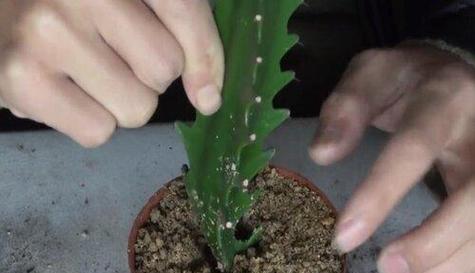 巴西龙骨修剪技巧有哪些？如何保持其美观？