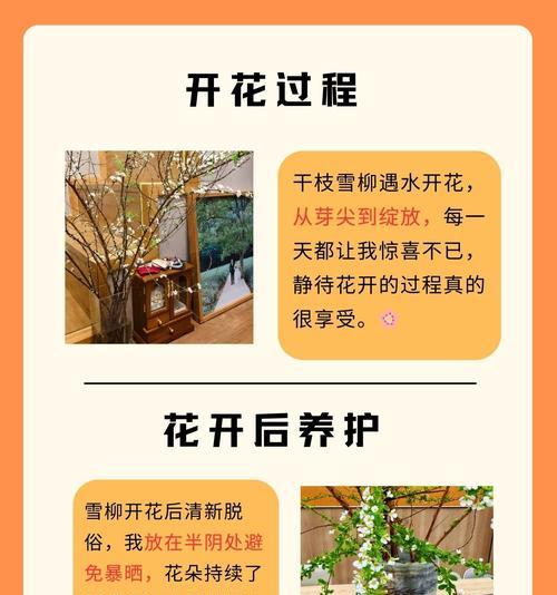 水插富贵竹的养护要点有哪些？