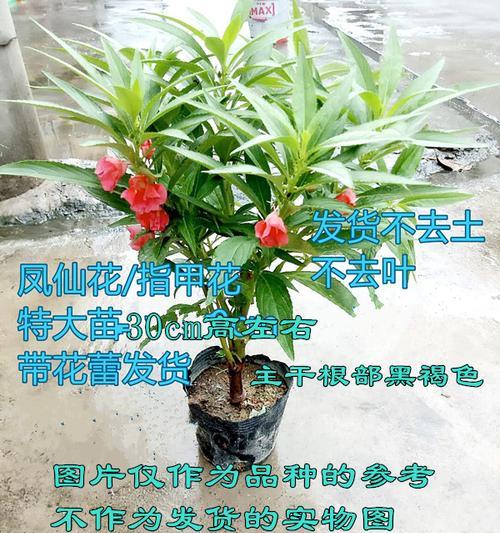 花卉育苗的基本方法是什么？需要注意什么？