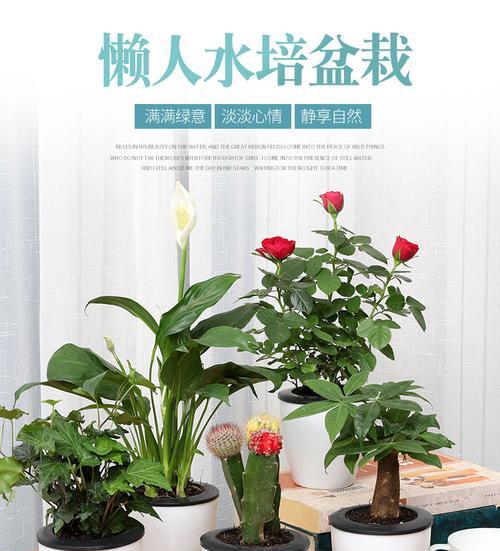 秋季盆栽推荐哪些花卉？如何选择秋季盆栽植物？