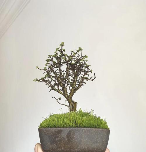 植物养护的基本原则是什么？