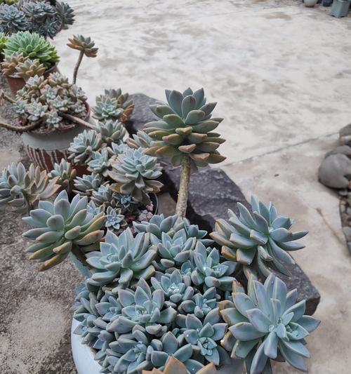 植物养护的基本原则是什么？