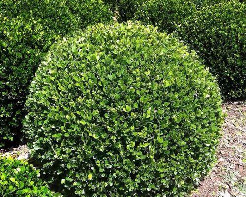 绿篱植物有哪些种类？绿篱植物的养护方法是什么？