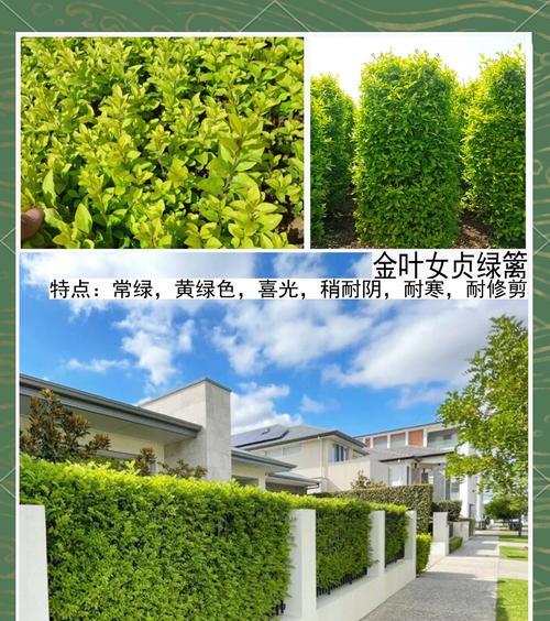 绿篱植物有哪些种类？绿篱植物的养护方法是什么？
