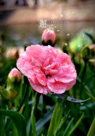 石竹科植物有哪些？石竹科植物的特点和种植方法是什么？