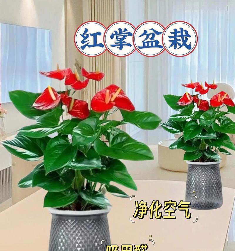 冬天怎么养红掌？红掌冬季护理的要点是什么？