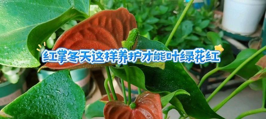 冬天怎么养红掌？红掌冬季护理的要点是什么？