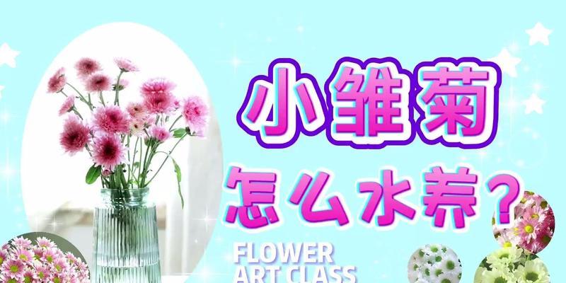小雏菊水养技巧有哪些？