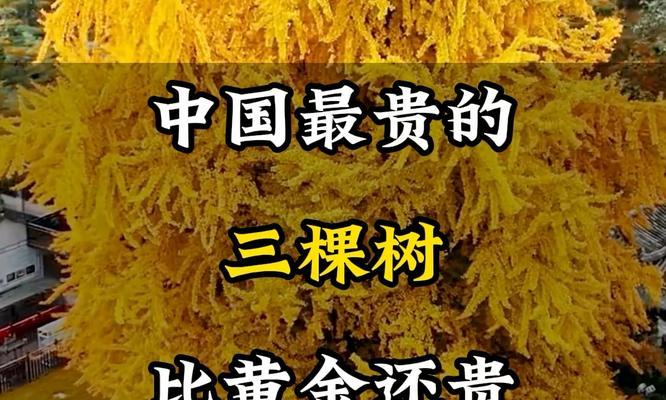 哪些树种具有最高的观赏价值？
