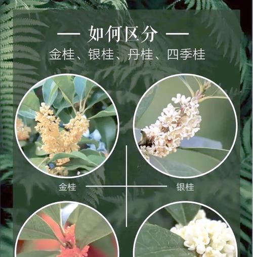朱砂桂有几个品种？如何选择朱砂桂的品种？