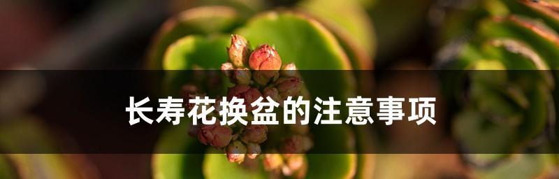 长寿花换盆的最佳时机是什么时候？