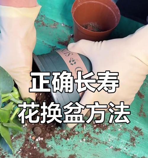 长寿花换盆的最佳时机是什么时候？
