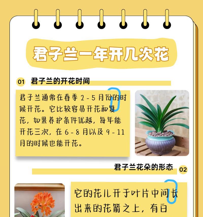 君子兰盆景养护技巧有哪些？