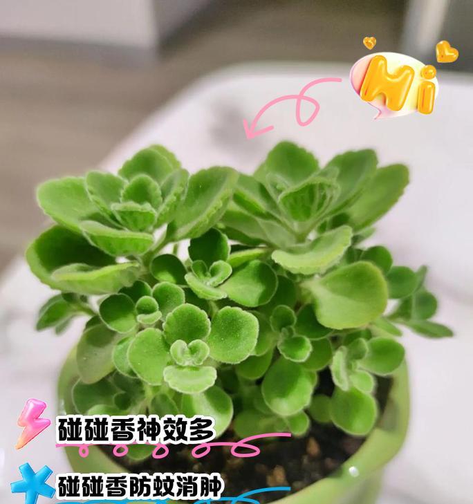 碰碰香怎么养殖方法？碰碰香的养殖技巧是什么？