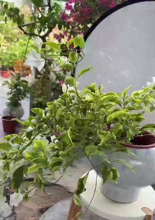 碰碰香怎么养殖方法？碰碰香的养殖技巧是什么？