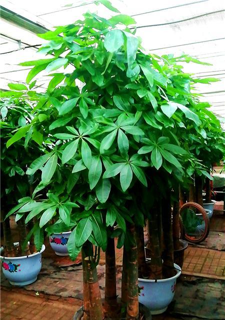 刚换盆的发财树怎么养？需要注意哪些要点？