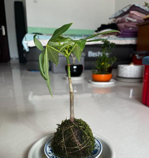 刚换盆的发财树怎么养？需要注意哪些要点？