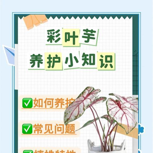 彩叶草如何繁殖？彩叶草繁殖的有效方法和注意事项是什么？