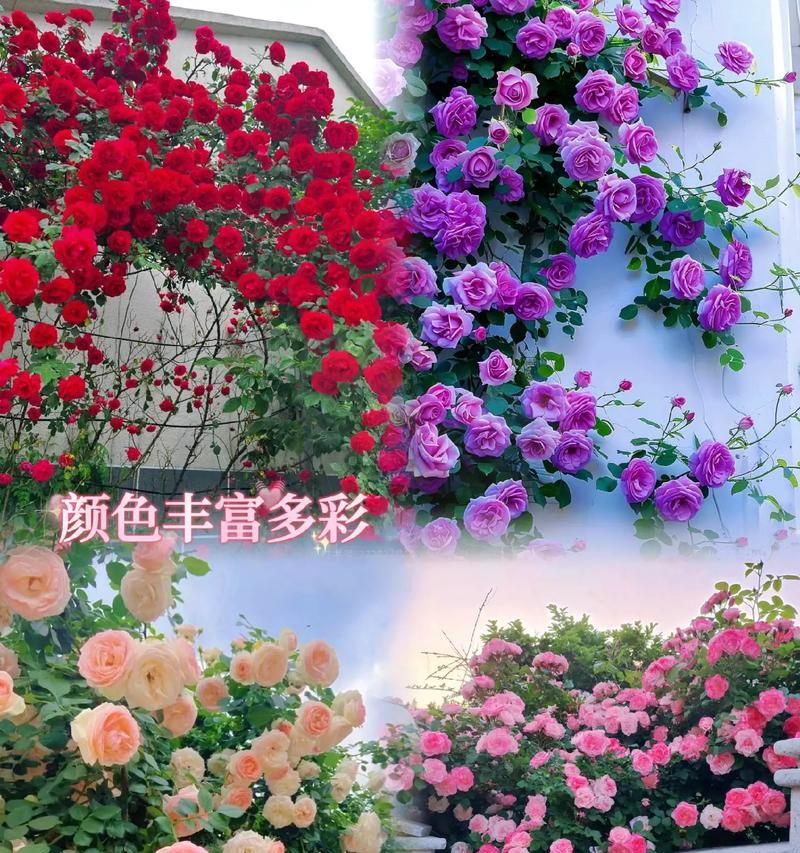 蔷薇的修剪技巧是什么？怎样修剪才能促进蔷薇的开花？