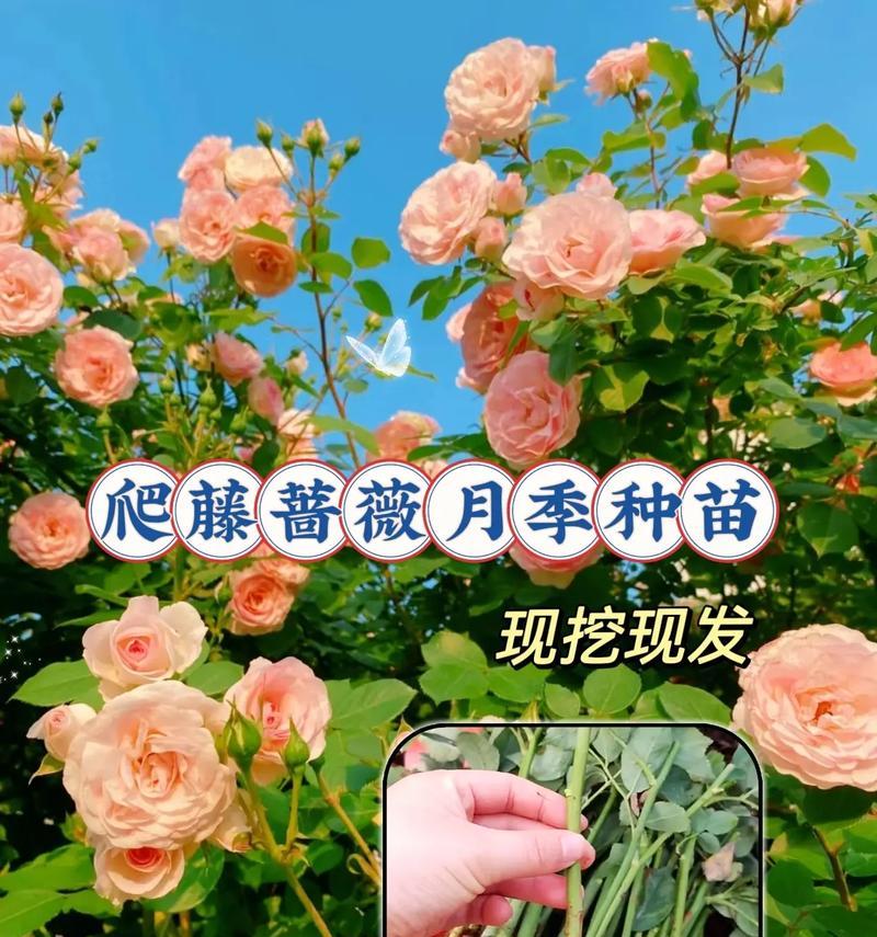 蔷薇的修剪技巧是什么？怎样修剪才能促进蔷薇的开花？