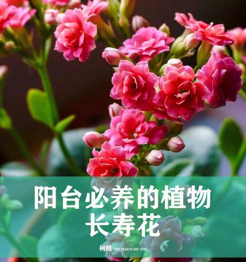 养花遮阳的正确方法和遮阳对植物的影响？
