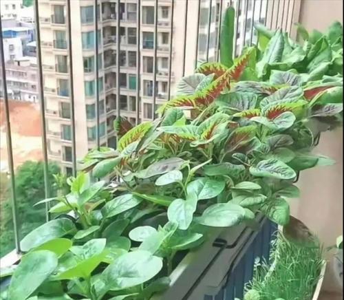 养花遮阳的正确方法和遮阳对植物的影响？