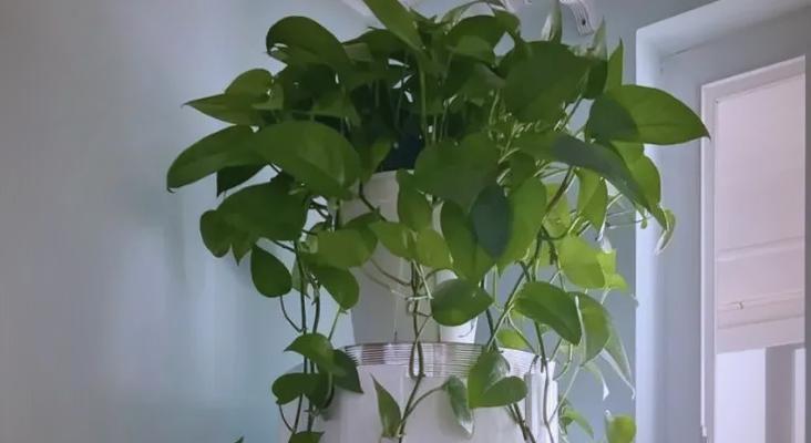 养花遮阳的正确方法和遮阳对植物的影响？