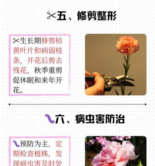 康奶馨的正确种植方法是什么？有哪些需要注意的技巧？