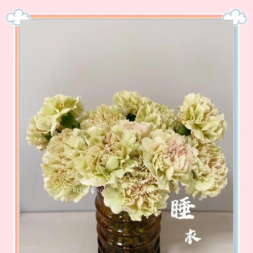康奶馨的正确种植方法是什么？有哪些需要注意的技巧？