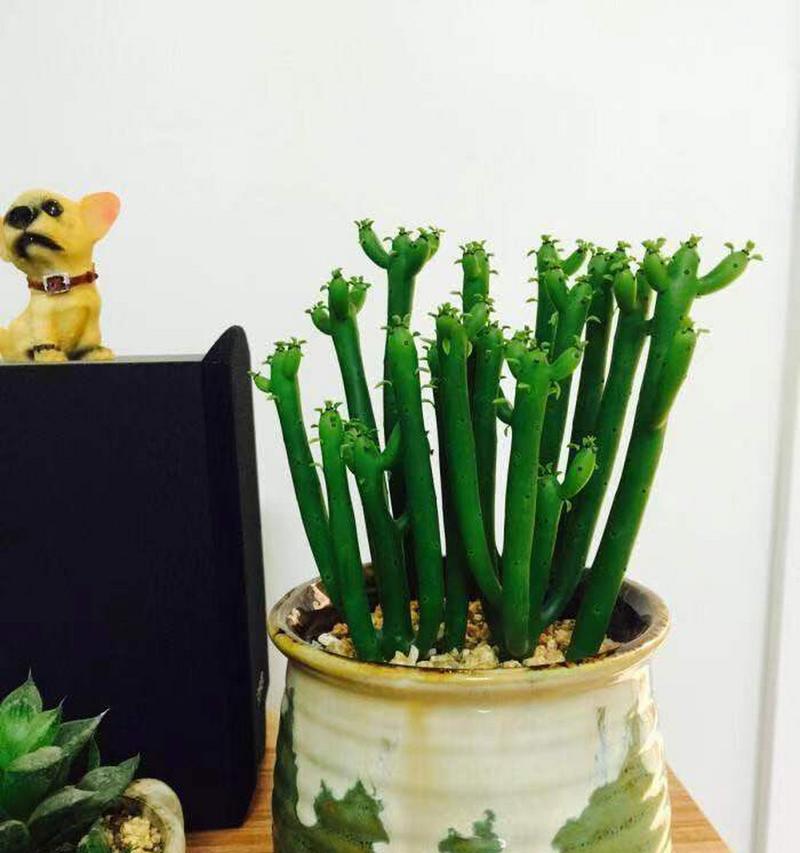 圣诞红的养植技巧是什么？