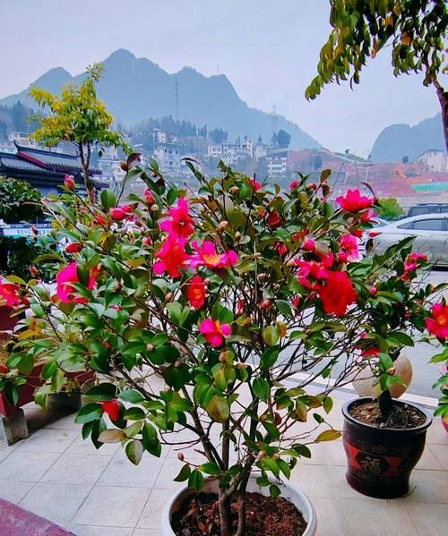 湖北地区适合种植哪些花卉？