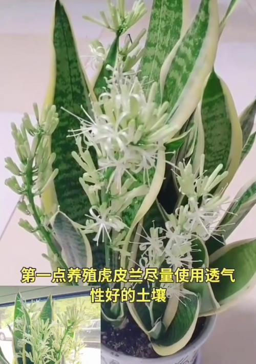虎尾兰的养殖技巧和常见问题解答？