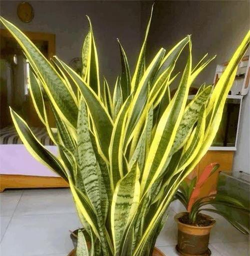 虎尾兰的养殖技巧和常见问题解答？